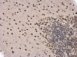 Invitrogen PTBP2 Polyclonal Antibody 100 &mu;L; Unconjugated:Antibodies,