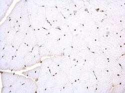 Invitrogen PTBP2 Polyclonal Antibody 100 &mu;L; Unconjugated:Antibodies,