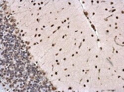 Invitrogen PTBP2 Polyclonal Antibody 100 &mu;L; Unconjugated:Antibodies,