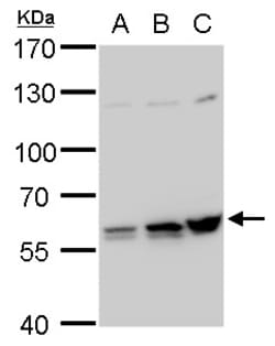 Invitrogen PTBP2 Polyclonal Antibody 100 &mu;L; Unconjugated:Antibodies,