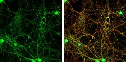 Invitrogen SHANK3 Polyclonal Antibody 100 &mu;L; Unconjugated:Antibodies,