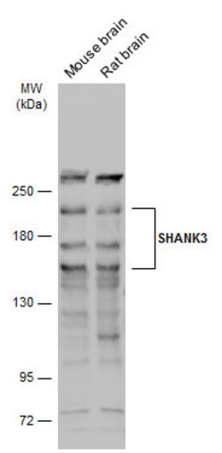 Invitrogen SHANK3 Polyclonal Antibody 100 &mu;L; Unconjugated:Antibodies,