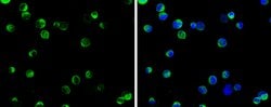 Invitrogen SELK Polyclonal Antibody 100 &mu;L; Unconjugated:Antibodies,