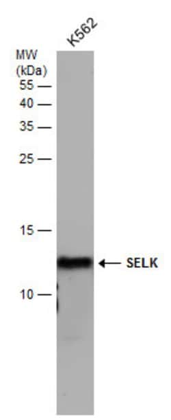 Invitrogen SELK Polyclonal Antibody 100 &mu;L; Unconjugated:Antibodies,