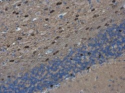 Invitrogen PEX5L Polyclonal Antibody 100 &mu;L; Unconjugated:Antibodies,