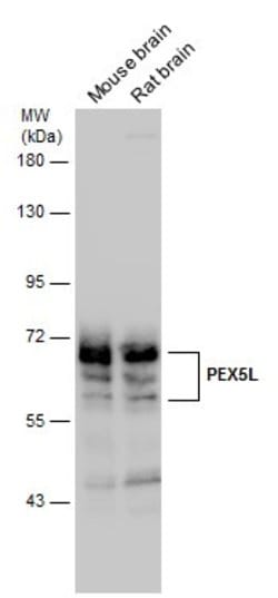 Invitrogen PEX5L Polyclonal Antibody 100 &mu;L; Unconjugated:Antibodies,