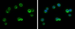 Invitrogen GNB4 Polyclonal Antibody 100 &mu;L; Unconjugated:Antibodies,