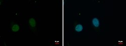 Invitrogen GPBP1L1 Polyclonal Antibody 100 &mu;L; Unconjugated:Antibodies,