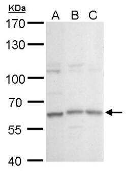 Invitrogen GPBP1L1 Polyclonal Antibody 100 &mu;L; Unconjugated:Antibodies,