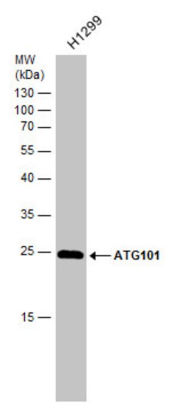 Invitrogen ATG101 Polyclonal Antibody 100 &mu;L; Unconjugated:Antibodies,