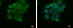 Invitrogen EEFSEC Polyclonal Antibody 100 &mu;L; Unconjugated:Antibodies,