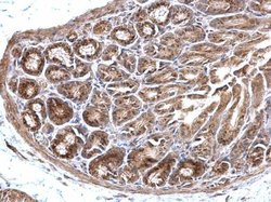 Invitrogen EEFSEC Polyclonal Antibody 100 &mu;L; Unconjugated:Antibodies,