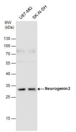 Invitrogen Neurogenin 2 Polyclonal Antibody 100 &mu;L | Buy Online | Invitrogen&trade; | Fisher Scientific