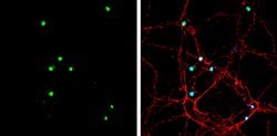 Invitrogen&trade;&nbsp;Neurogenin 2 Polyclonal Antibody