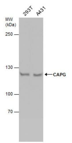 Invitrogen NCAPG Polyclonal Antibody 100 &mu;L; Unconjugated:Antibodies,