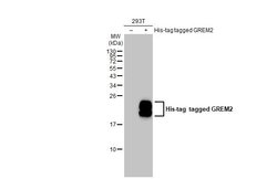 Invitrogen GREM2 Polyclonal Antibody 100 &mu;L; Unconjugated:Antibodies,