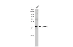Invitrogen GREM2 Polyclonal Antibody 100 &mu;L; Unconjugated:Antibodies,
