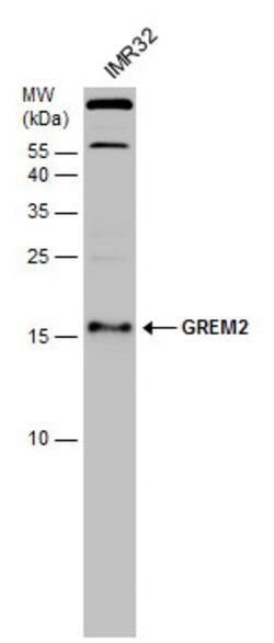 Invitrogen GREM2 Polyclonal Antibody 100 &mu;L; Unconjugated:Antibodies,