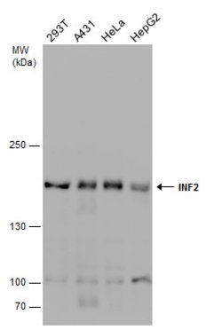 Invitrogen INF2 Polyclonal Antibody 100 &mu;L; Unconjugated:Antibodies,