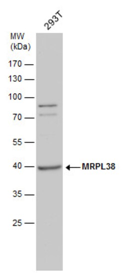Invitrogen MRPL38 Polyclonal Antibody 100 &mu;L; Unconjugated:Antibodies,