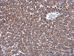 Invitrogen DNAJB11 Polyclonal Antibody 100 &mu;L; Unconjugated:Antibodies,
