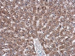 Invitrogen DNAJB11 Polyclonal Antibody 100 &mu;L; Unconjugated:Antibodies,