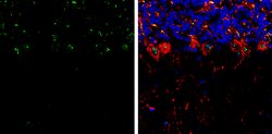 Invitrogen RNF146 Polyclonal Antibody 100 &mu;L; Unconjugated:Antibodies,