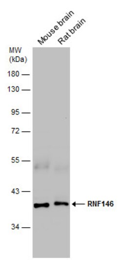 Invitrogen RNF146 Polyclonal Antibody 100 &mu;L; Unconjugated:Antibodies,