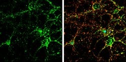 Invitrogen GRIP1 Polyclonal Antibody 100 &mu;L; Unconjugated:Antibodies,