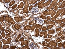 Invitrogen GRIP1 Polyclonal Antibody 100 &mu;L; Unconjugated:Antibodies,