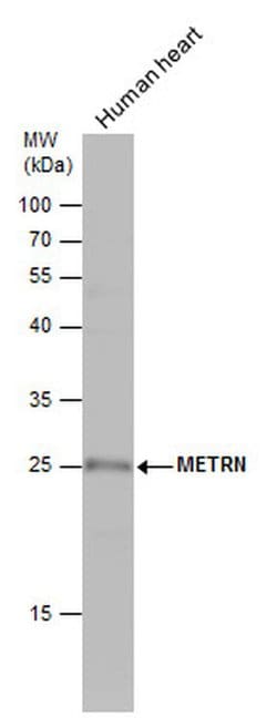 Meteorin Polyclonal Antibody, Invitrogen 100 &mu;L; Unconjugated:Antibodies,