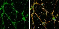Invitrogen EFHD2 Polyclonal Antibody 100 &mu;L; Unconjugated:Antibodies,