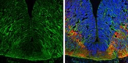 Invitrogen EFHD2 Polyclonal Antibody 100 &mu;L; Unconjugated:Antibodies,