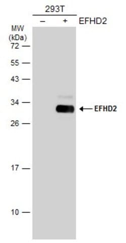Invitrogen EFHD2 Polyclonal Antibody 100 &mu;L; Unconjugated:Antibodies,