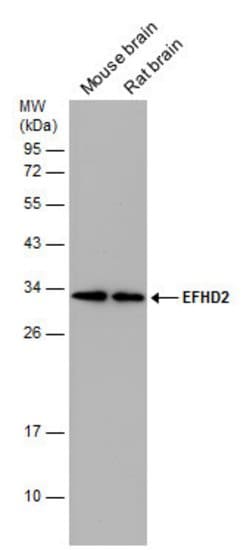 Invitrogen EFHD2 Polyclonal Antibody 100 &mu;L; Unconjugated:Antibodies,