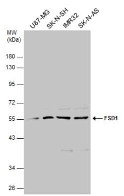 Invitrogen FSD1 Polyclonal Antibody 100 &mu;L | Buy Online | Invitrogen&trade; | Fisher Scientific
