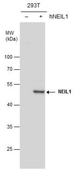 Invitrogen NEIL1 Polyclonal Antibody 100 &mu;L; Unconjugated:Antibodies,