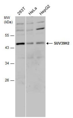 Invitrogen SUV39H2 Polyclonal Antibody 100 &mu;L; Unconjugated:Antibodies,