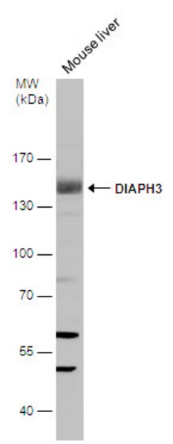 Invitrogen DIAPH3 Polyclonal Antibody 100 &mu;L; Unconjugated:Antibodies,