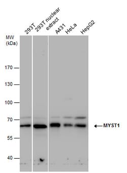 Invitrogen MYST1 Polyclonal Antibody 100 &mu;L; Unconjugated:Antibodies,