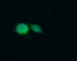Invitrogen MED10 Polyclonal Antibody 100 &mu;L; Unconjugated:Antibodies,
