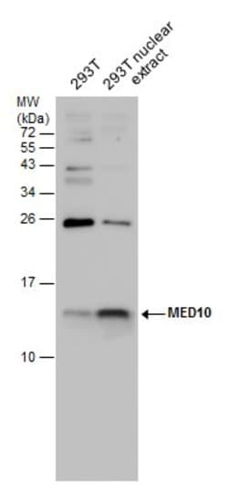 Invitrogen MED10 Polyclonal Antibody 100 &mu;L; Unconjugated:Antibodies,