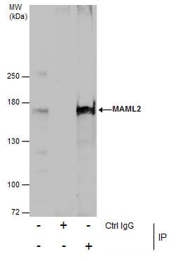 Invitrogen MAML2 Polyclonal Antibody 100 &mu;L; Unconjugated:Antibodies,
