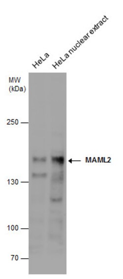 Invitrogen MAML2 Polyclonal Antibody 100 &mu;L; Unconjugated:Antibodies,
