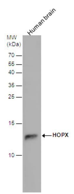 Invitrogen HOPX Polyclonal Antibody 100 &mu;L; Unconjugated:Antibodies,