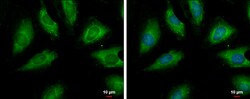 Invitrogen PSRC1 Polyclonal Antibody 100 &mu;L; Unconjugated:Antibodies,