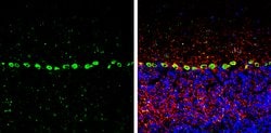 Invitrogen PSRC1 Polyclonal Antibody 100 &mu;L; Unconjugated:Antibodies,