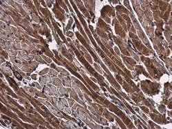 Invitrogen NMD3 Polyclonal Antibody 100 &mu;L; Unconjugated:Antibodies,