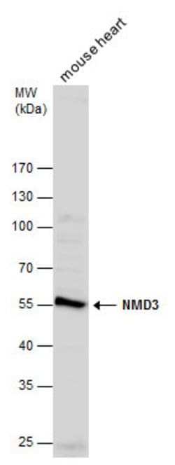 Invitrogen NMD3 Polyclonal Antibody 100 &mu;L; Unconjugated:Antibodies,