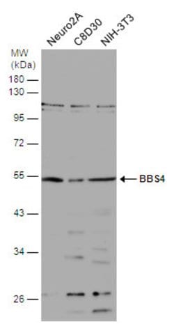 Invitrogen BBS4 Polyclonal Antibody 100 &mu;L; Unconjugated:Antibodies,